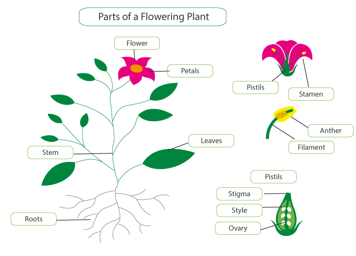 A labelled diagram of a flowering plant with progressive close-ups of parts, to add detail.