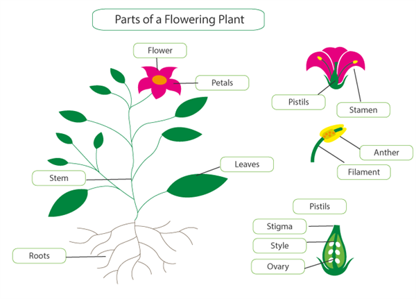 A labelled diagram of a flowering plant with progressive close-ups of parts, to add detail.