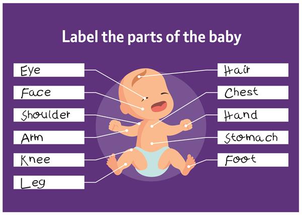 15. Computational Thinking Concepts _Decomposition_Labelling activity A cartoon of a baby with different parts of the body labelled.