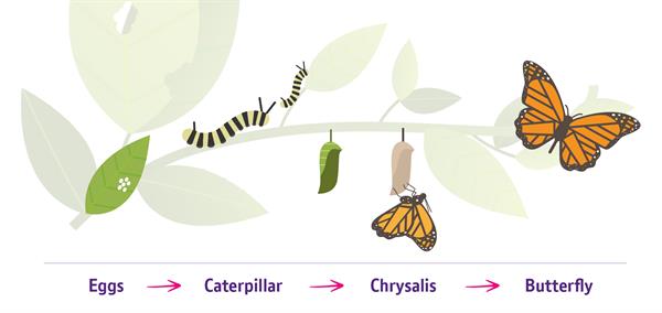 16. Computational Thinking Concepts _Decomposition_Life cycle A diagram of the sequence of the four stages of a butterfly's life cycle.