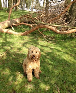 Willow-the-wonder-dog Willow the Wonder Dog